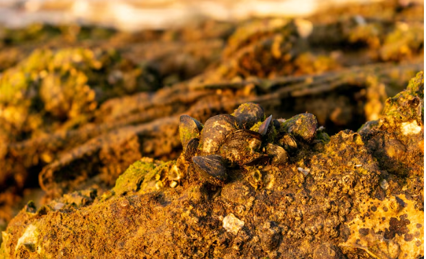 The Canadian Gold Rush , Why Mining Companies Are Returning to the Yukon in Droves